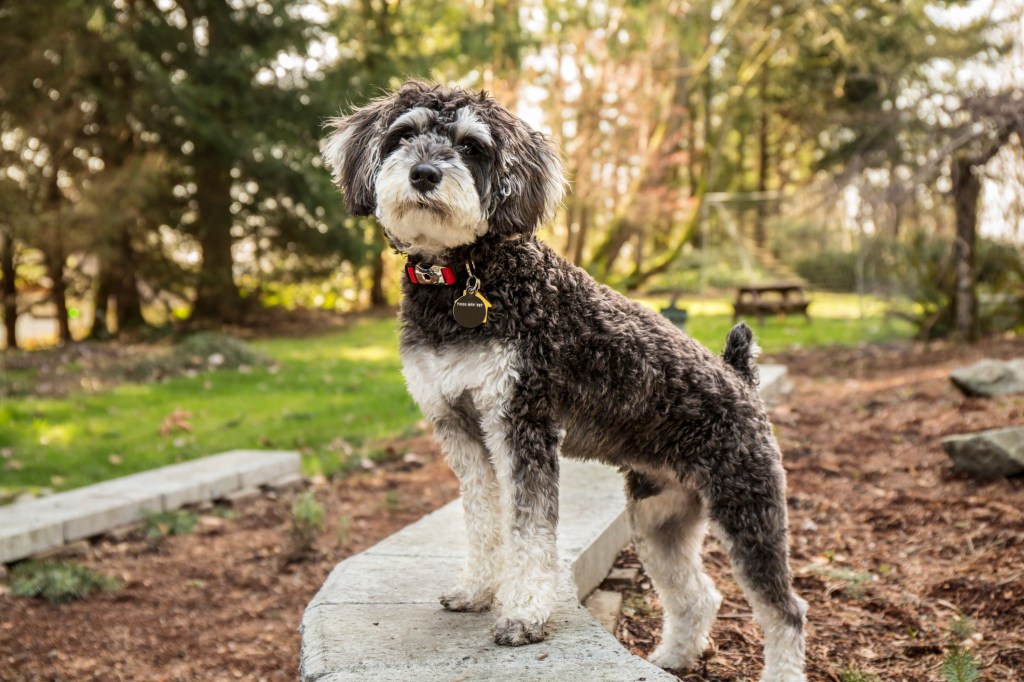 Mixed-colored coat Schnoodle posing in a park or back yard.