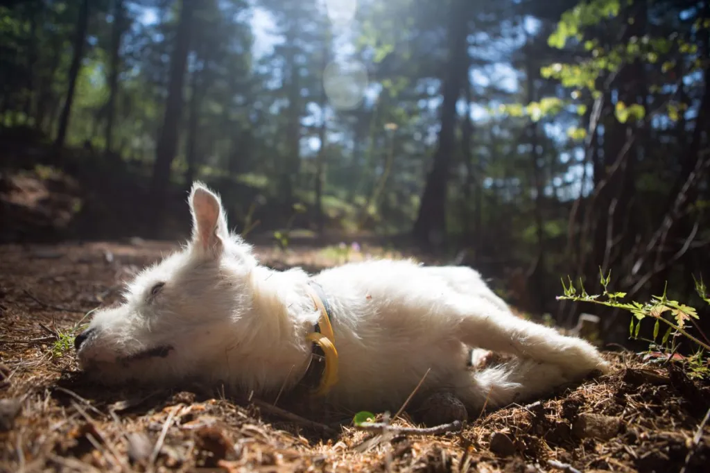 dead dog lying in ditch