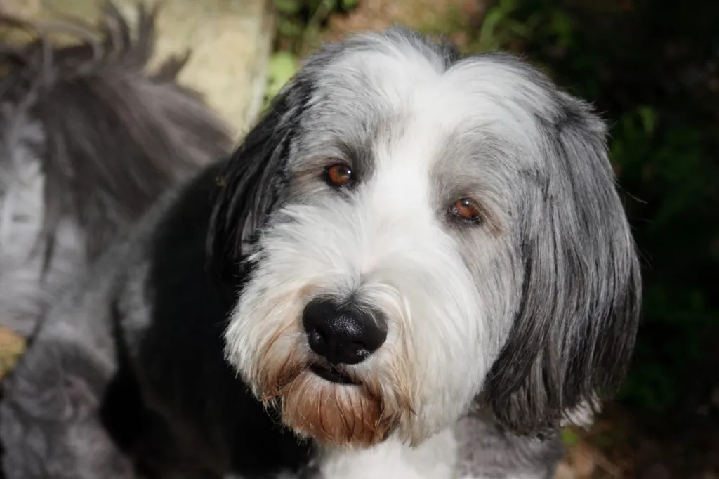Close up of a Bearded Collie staring into camera.