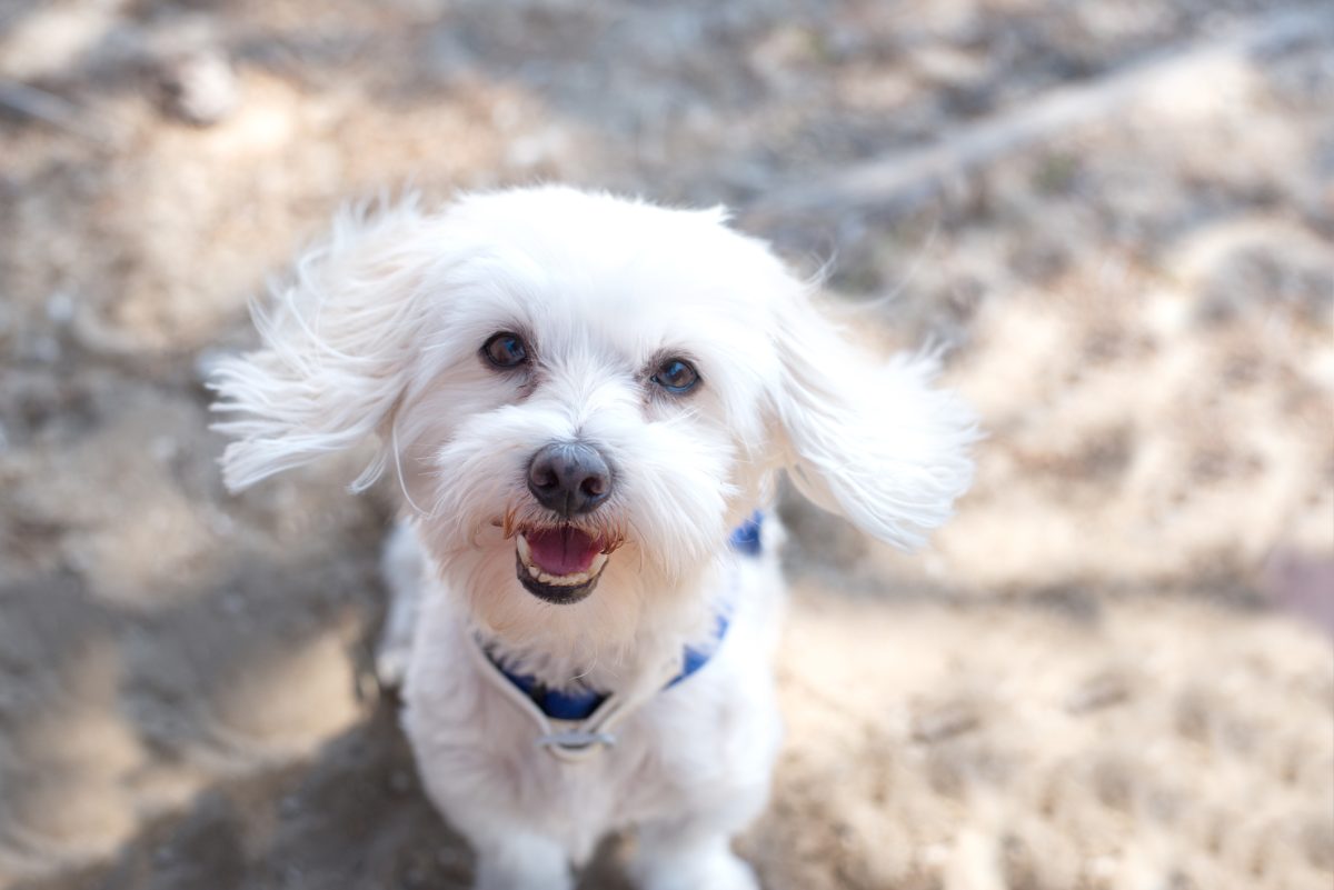 Great sales maltese dog