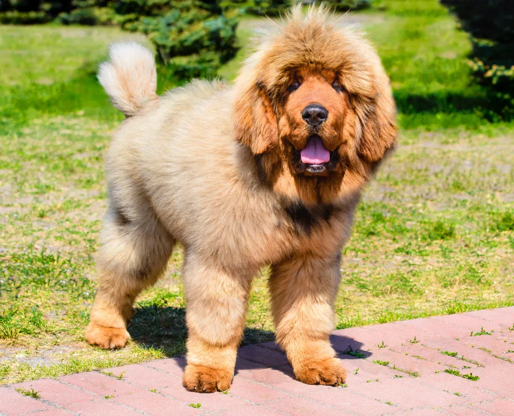 A Tibetan Mastiff puppy stands in the park on the green grass.