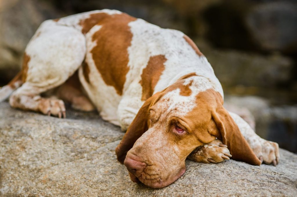 bracco italiano snoozy