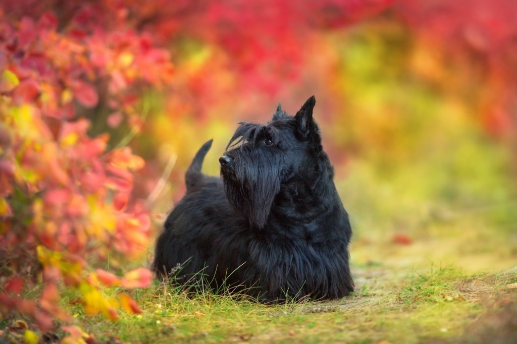 Scottish Terrier close up portrait in autumn forest