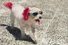 dog with dyed ears and tail wearing sunglasses