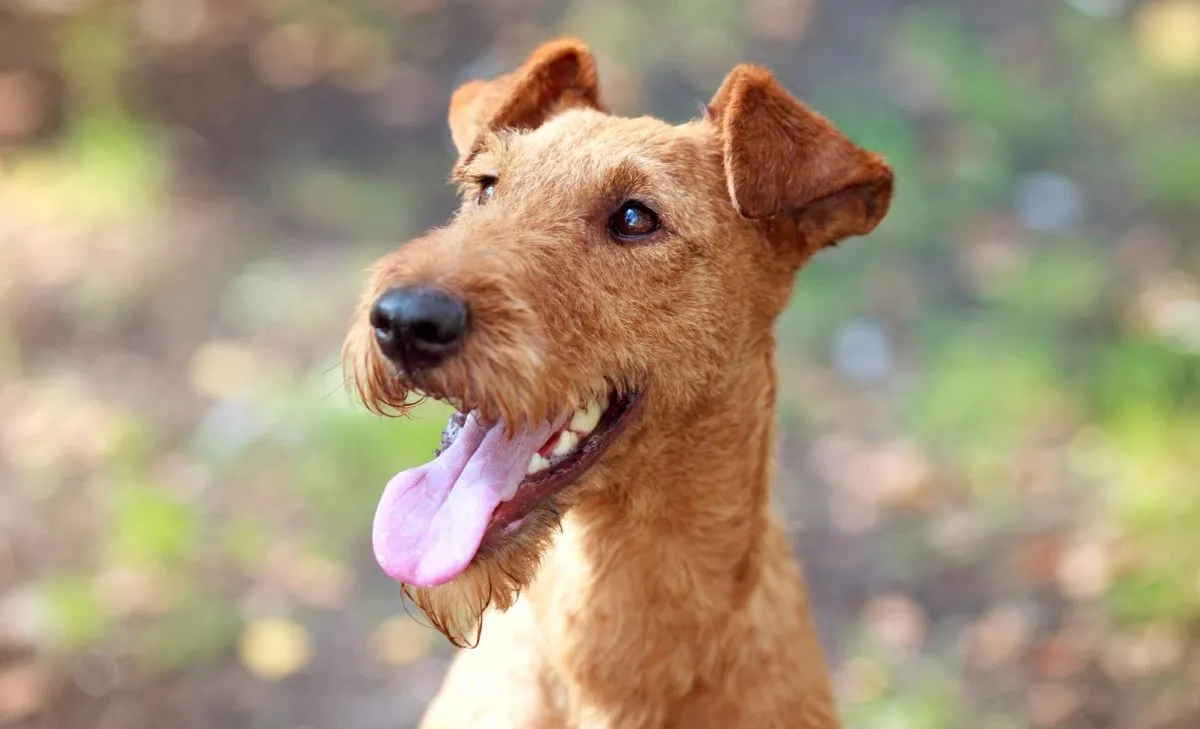 Extraa Smaal First Time Sex Bleeding Xxx - Irish Terrier Dog Breed Information & Characteristics