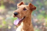 irish terrier portrait