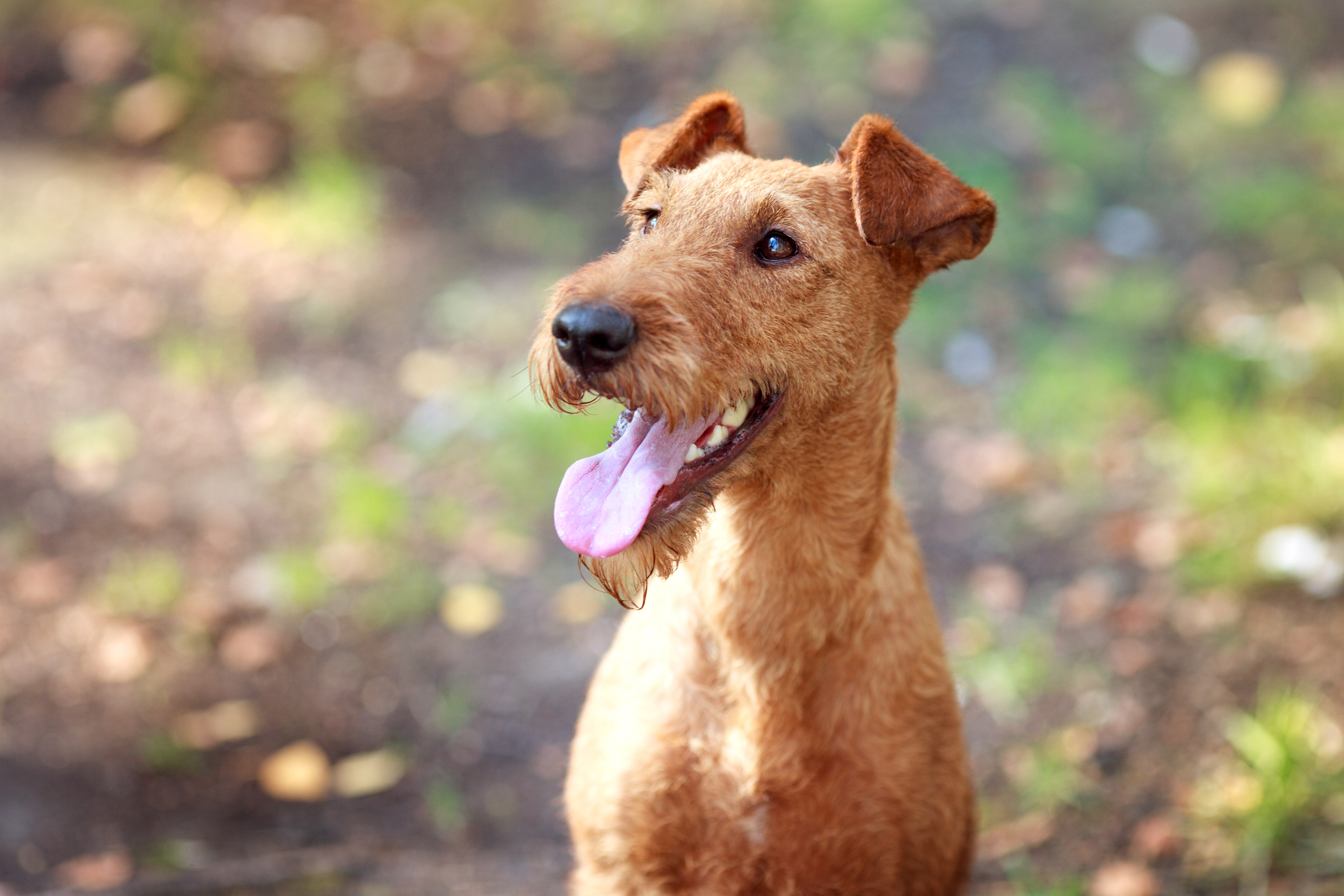 Irish Terrier Dog Breed Information Characteristics