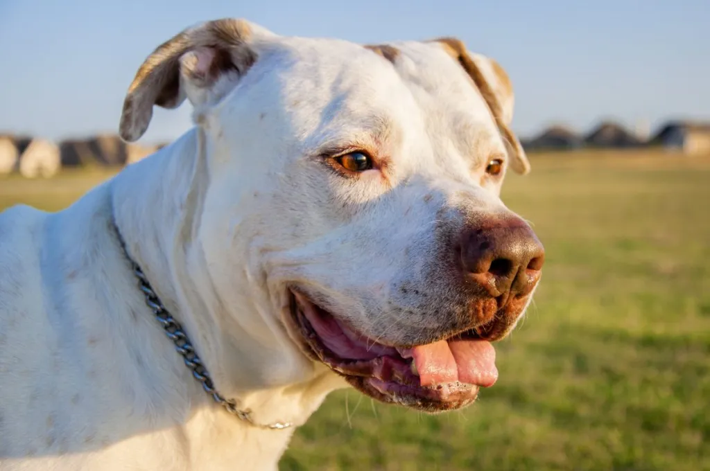 Dogo Argentino Dog Breed Complete Guide - A-Z Animals