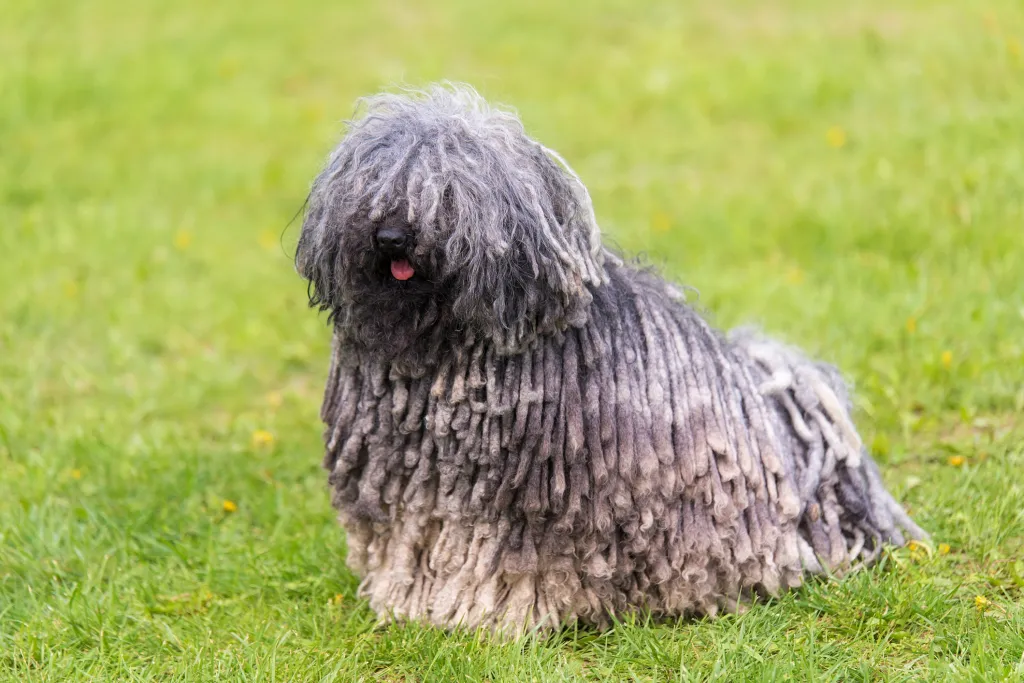 Hungarian Puli dog in the grass.