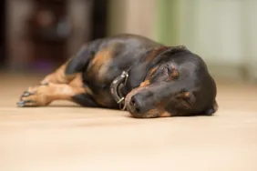 dachshund sleeping on apartment floor