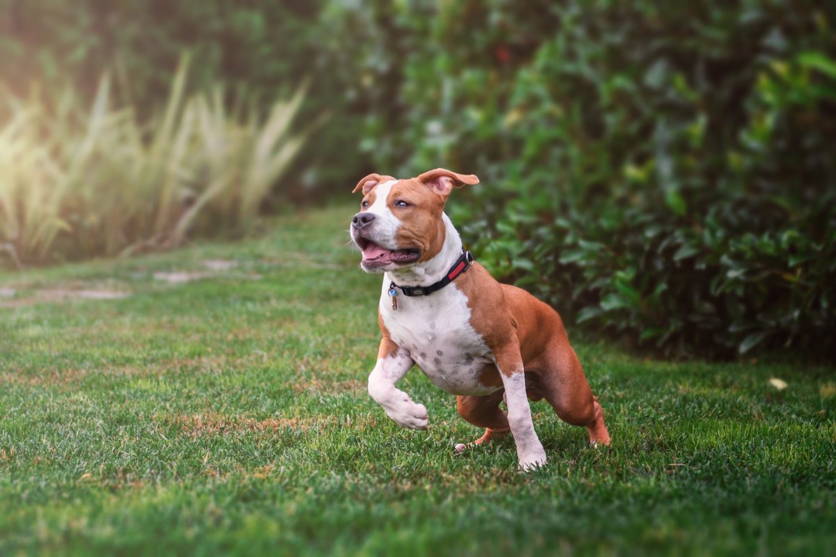 Weight of deals american staffordshire terrier