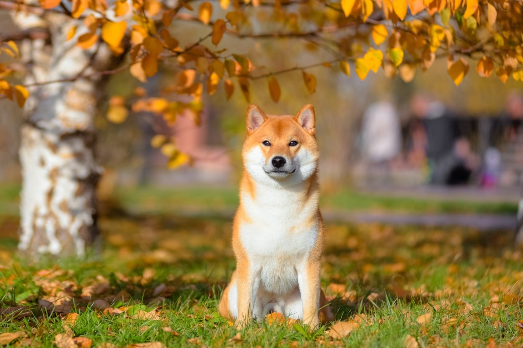 Portrait of a dog breed Shiba Inu dog in autumn Park.