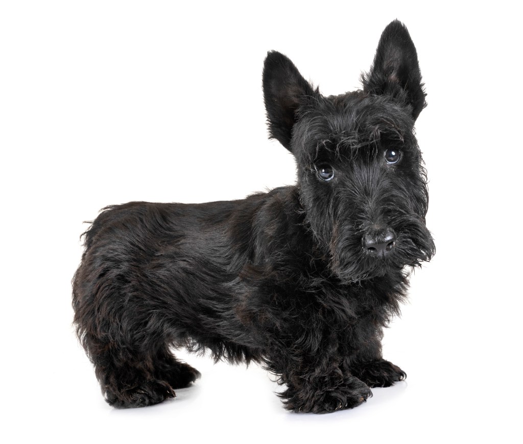 Scottish Terrier puppy in front of white background