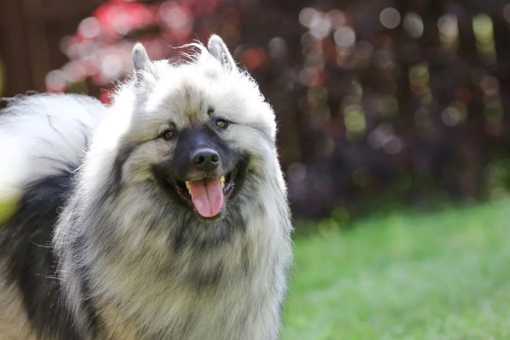 Beautiful Keeshond dog smiling