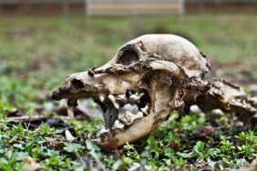dog skeleton and skull on grass