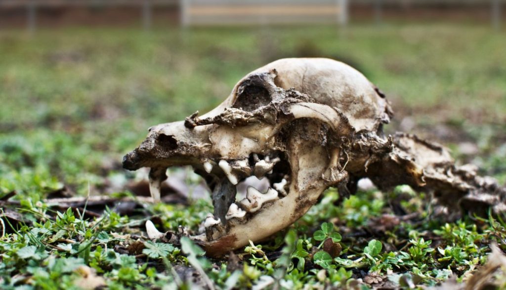 dog skeleton and skull on grass