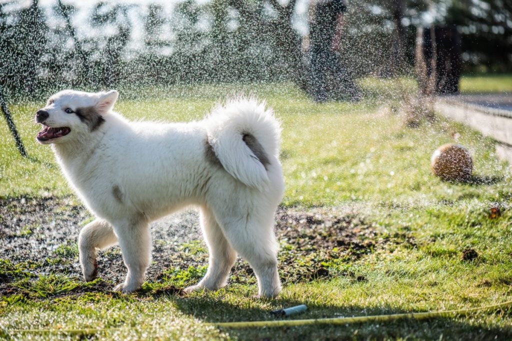 Yakutian laika playing with water