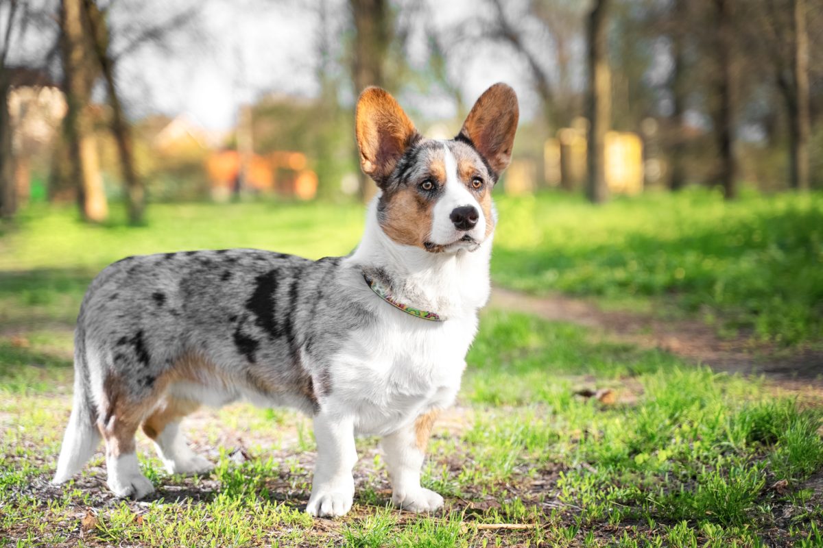 Corgi cardigan hotsell blue merle