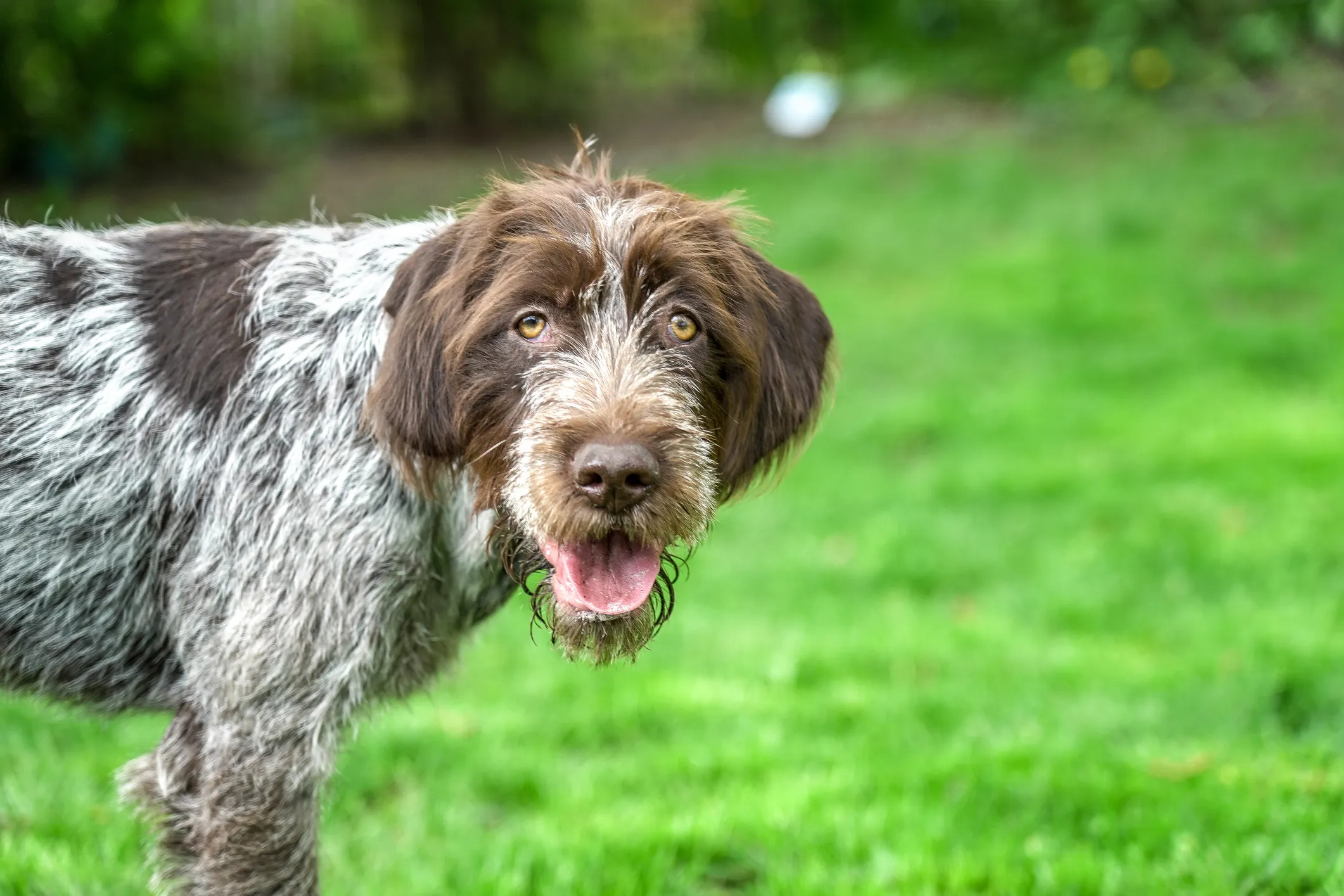 Long haired griffon sales dog