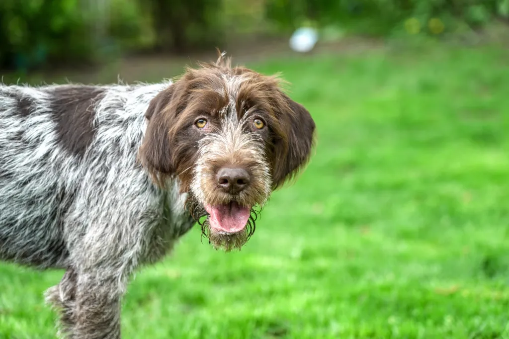 wirehaired pointing griffing 6 months