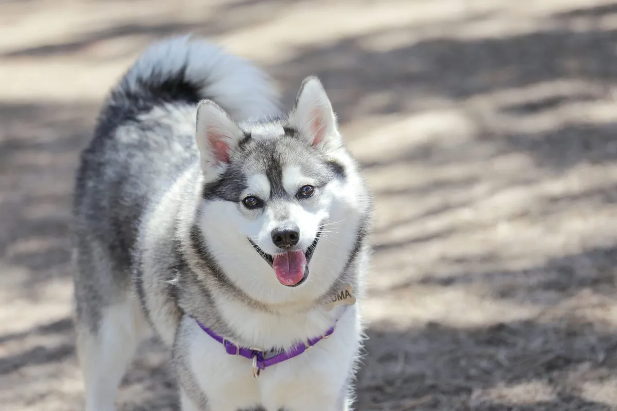 Small husky type store dog