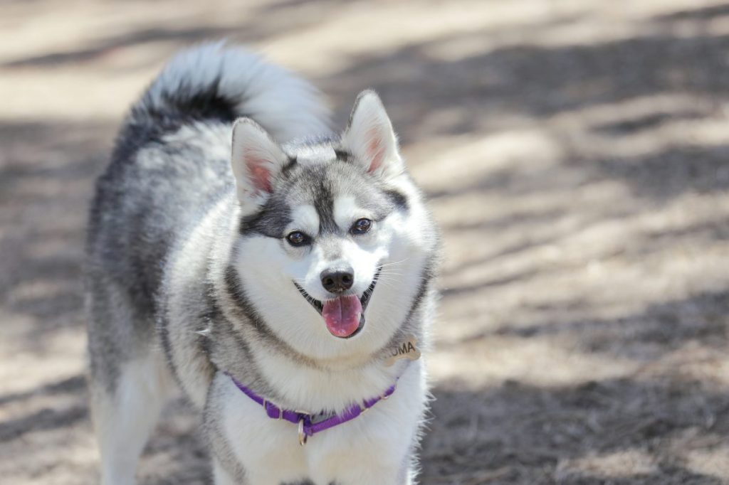 Alaskan Klee Kai Standard