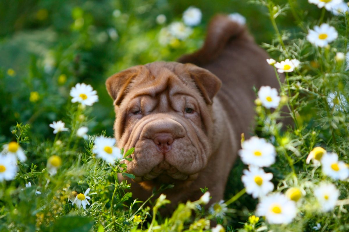 Puppyfind best sale shar pei