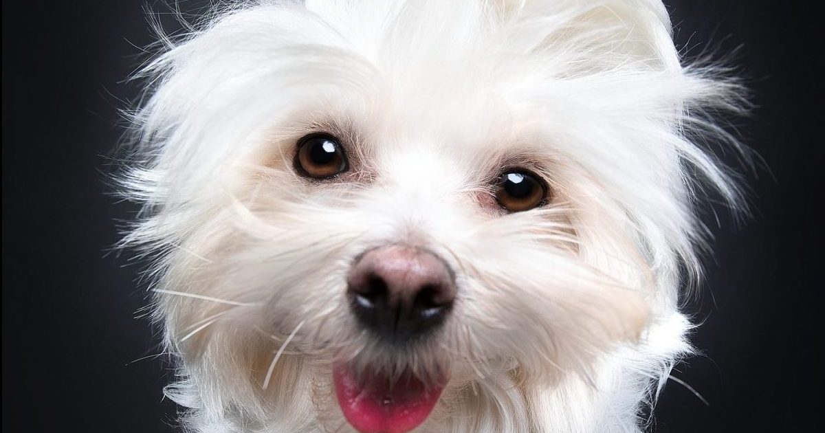 A happy Maltese dog staring up at the camera against a black studio backdrop.