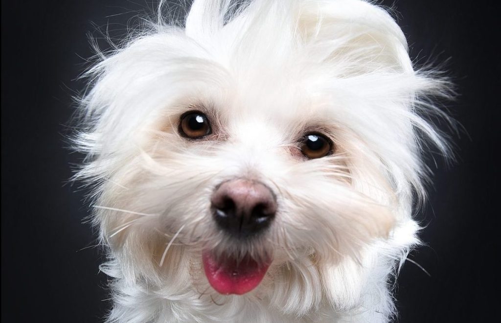 Maltese Dog portrait