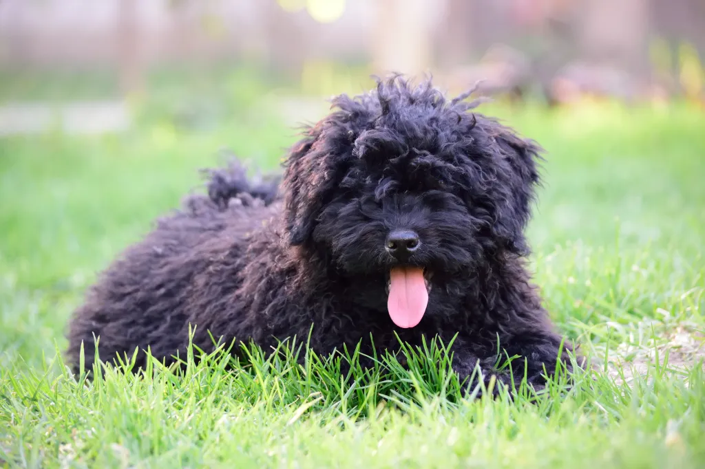 Young Puli in grass.