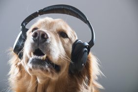 Golden Retriever wearing headphones