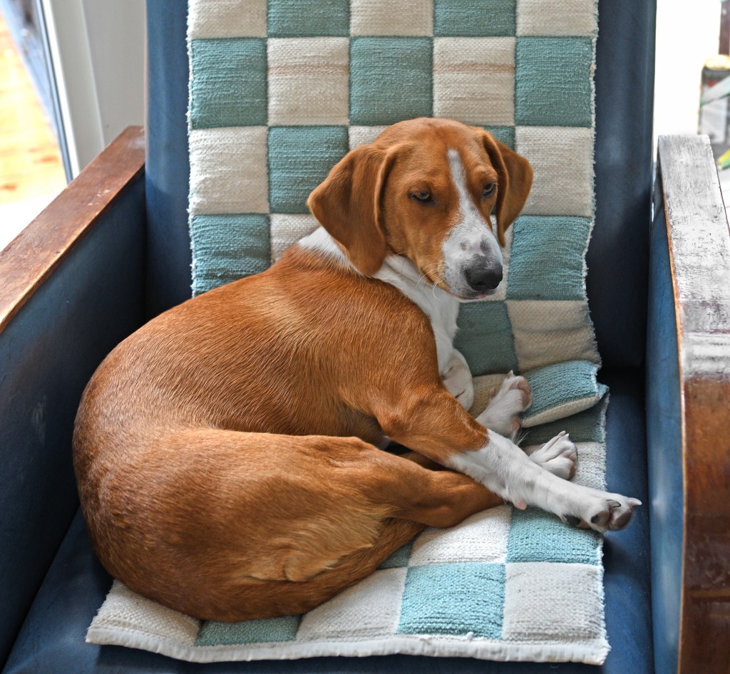 Drever resting on a blue leather chair.