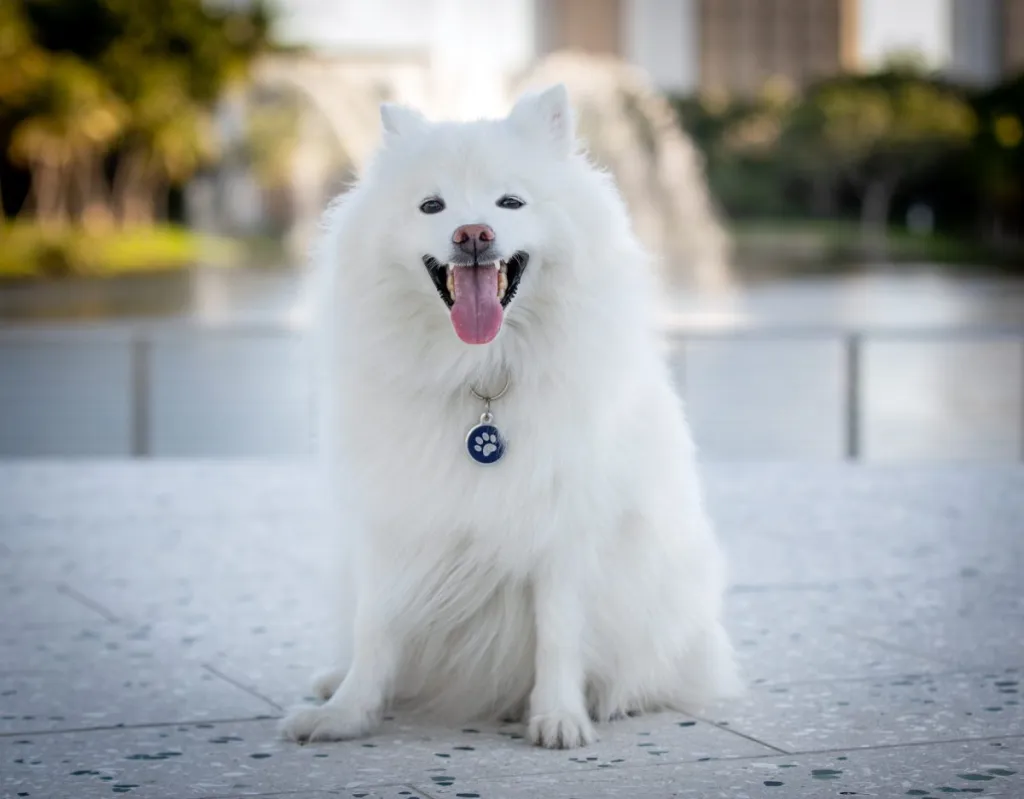 A Smiling American Eskimo Puppy