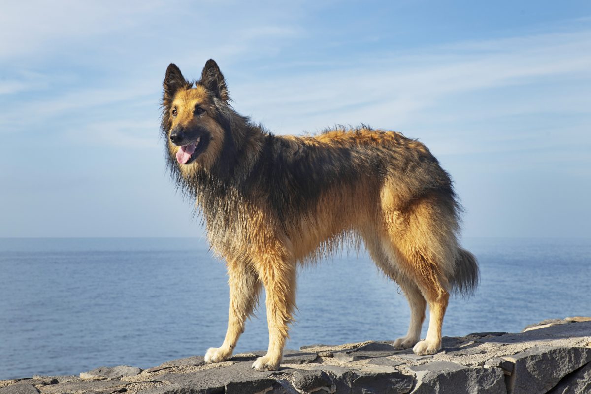 The Majestic Belgian Tervuren: A Versatile and Intelligent Breed - How ...