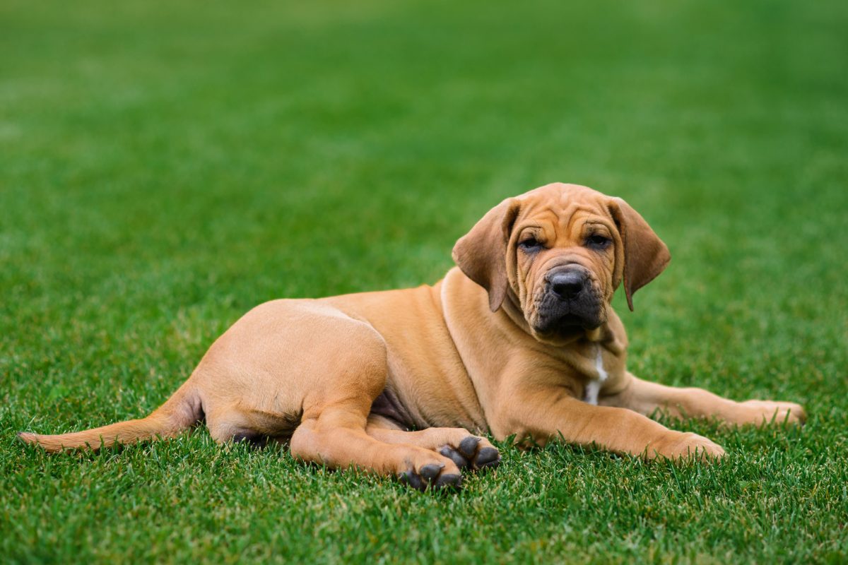 Fila Brasileiro Dog Breed Information Characteristics   GettyImages 1180430294 E1694802489708 