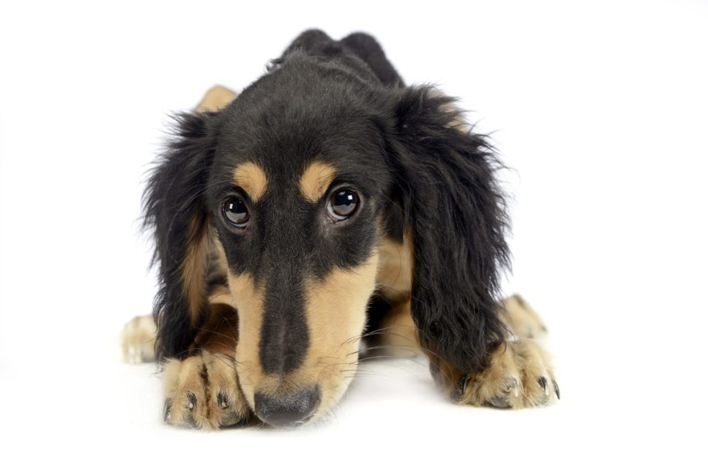 Saluki puppy