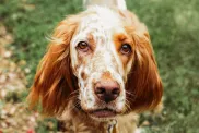 french spaniel standing