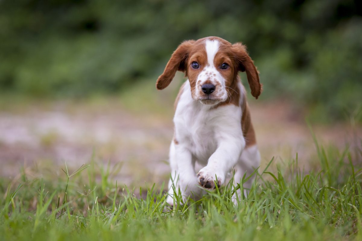 Welsh springer store spaniel poodle mix