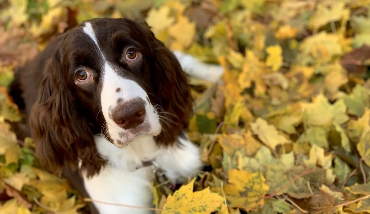 English springer spaniel show 2024 dog