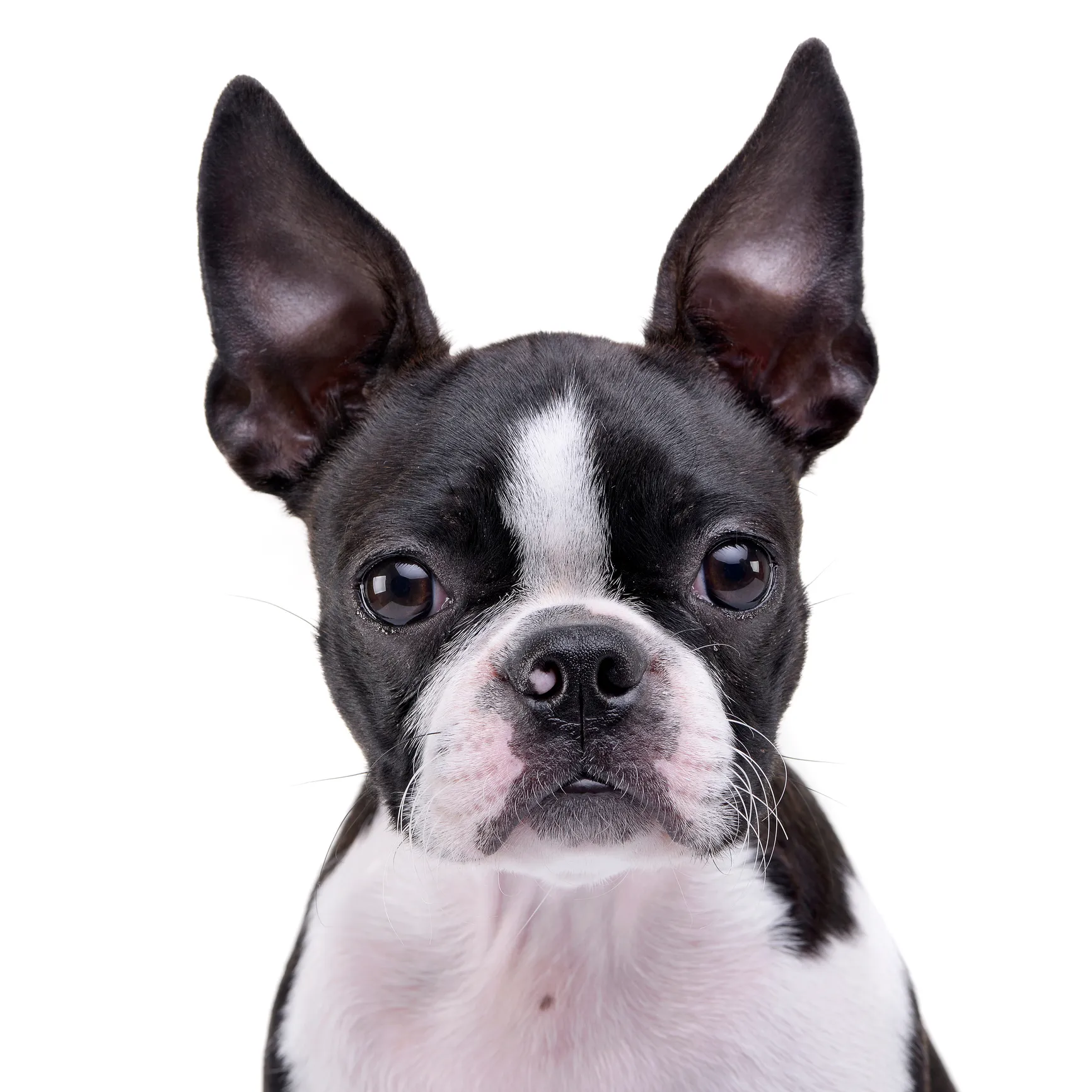 Boston Terrier Dog Breed Information & Characteristics