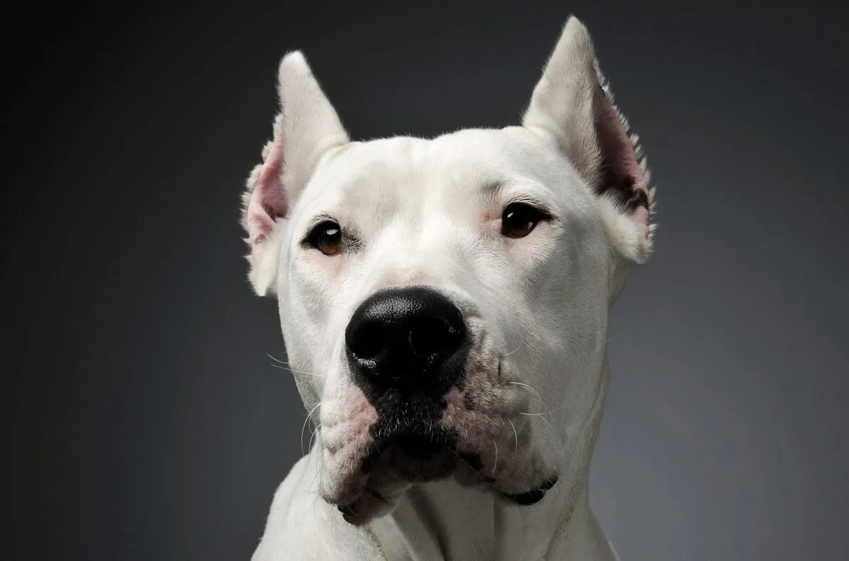 Dogo Argentino Breed Information: Everything That You Need to Know