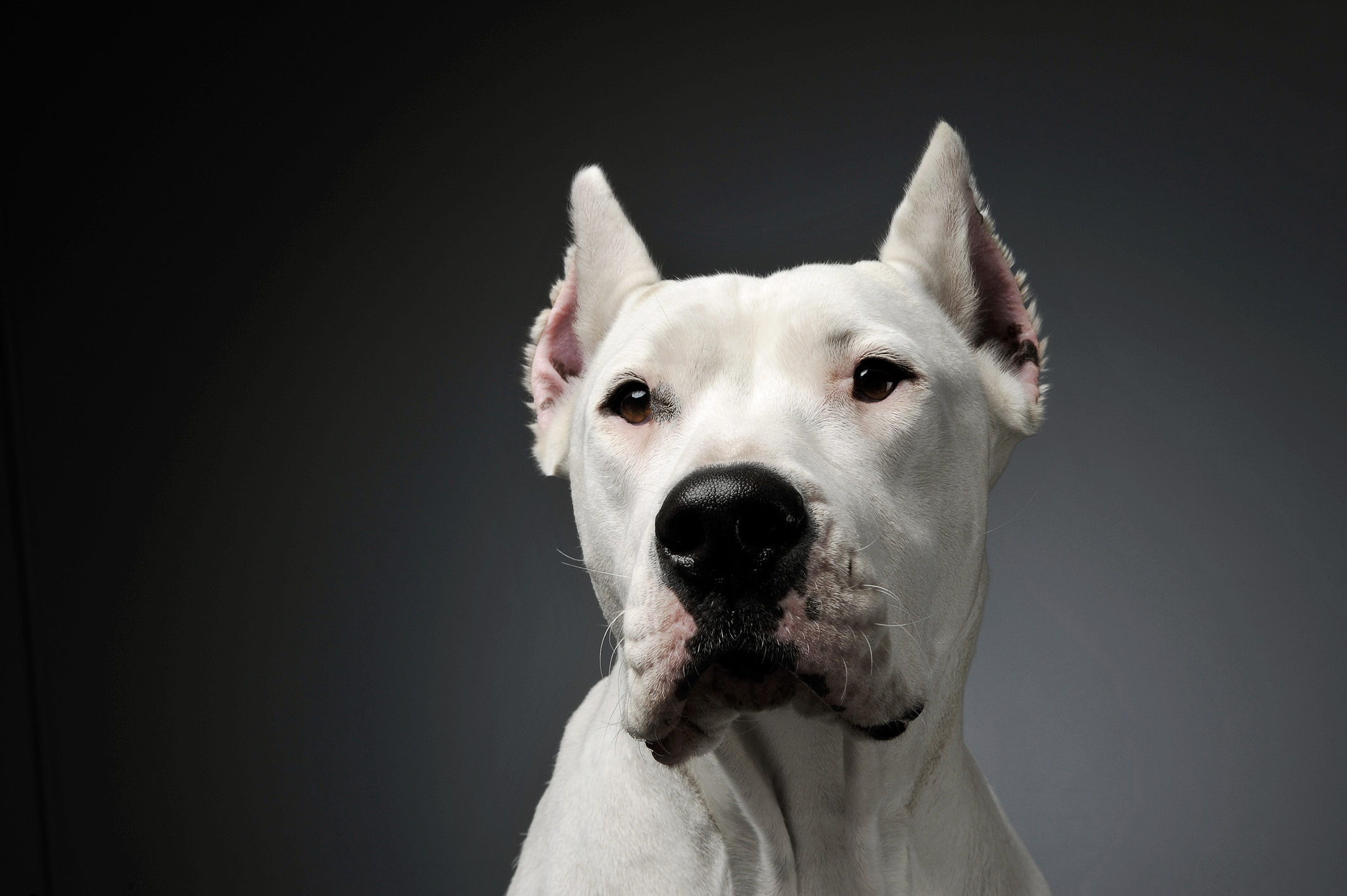 The dogo hot sale argentino