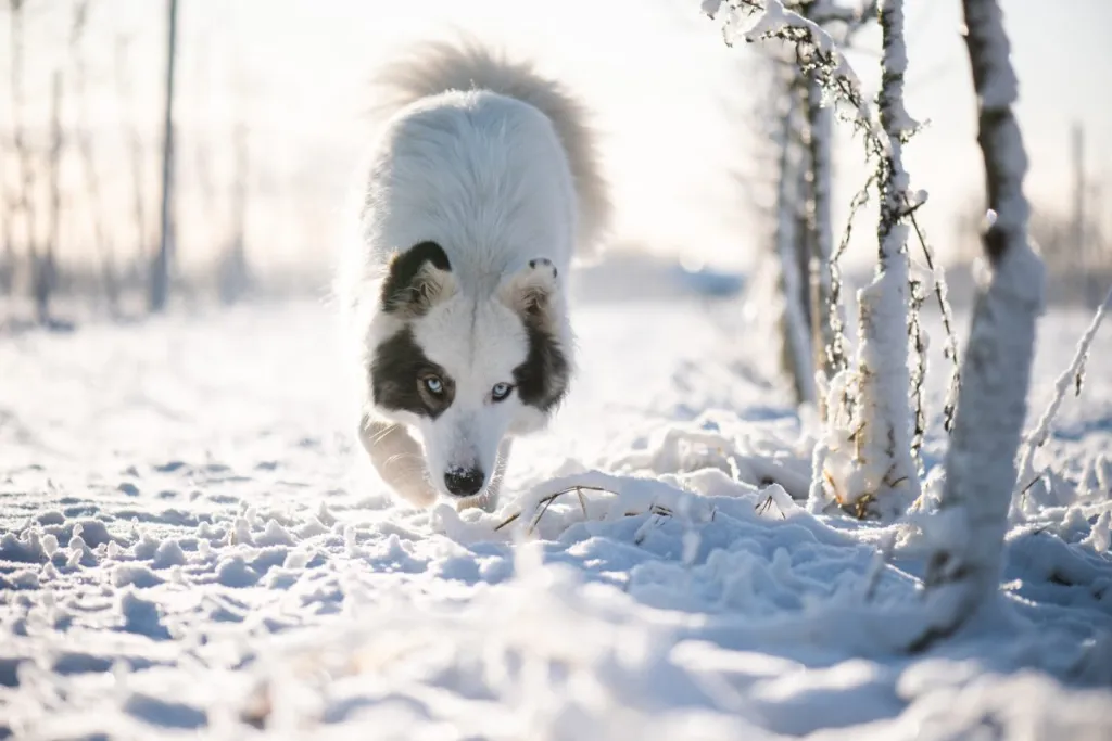 Yakutian laika hunting