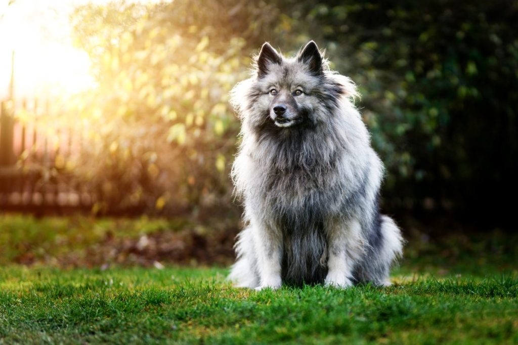 Keeshond sitting in the sun
