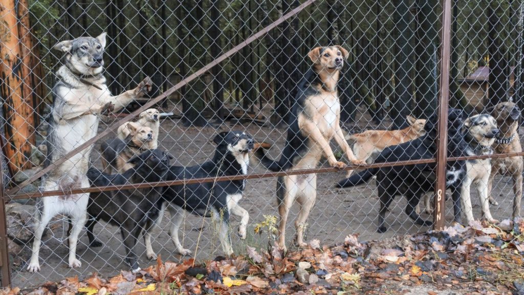 neglected dogs behind mesh fence at unlicensed boarding facility