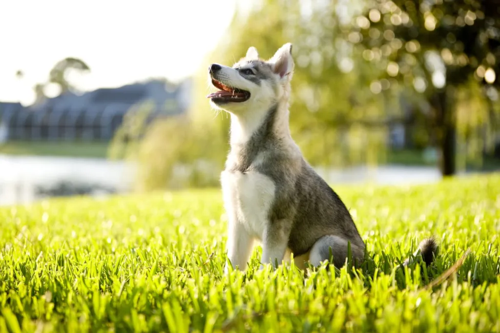 FAQs about Miniature Alaskan Klee Kai Puppies - Nordic Mini Huskys