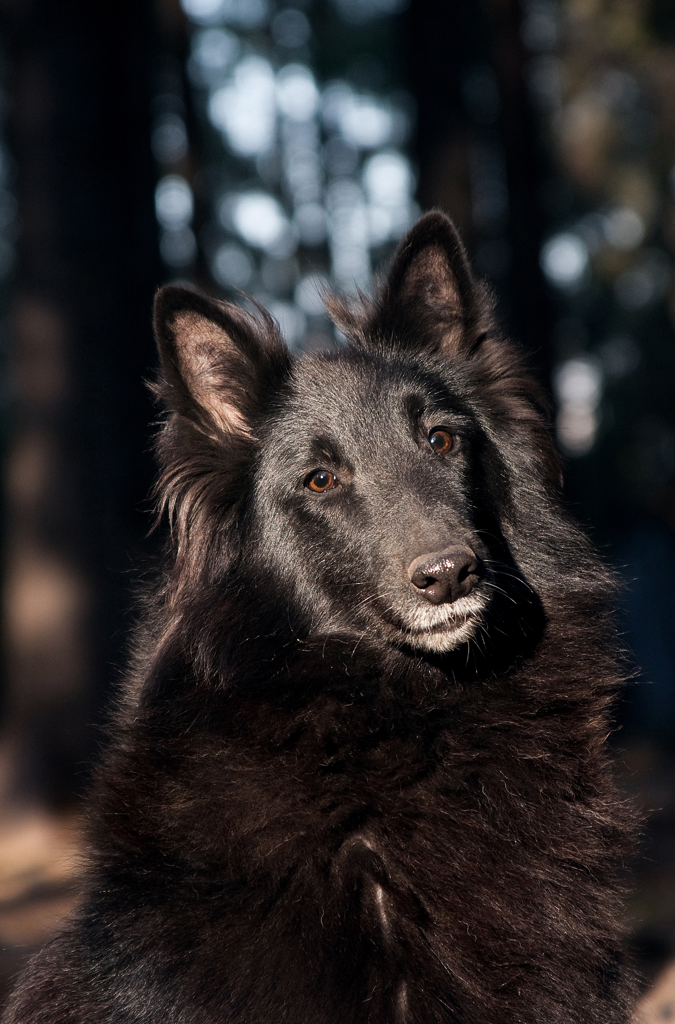 Long haired outlet belgian shepherd