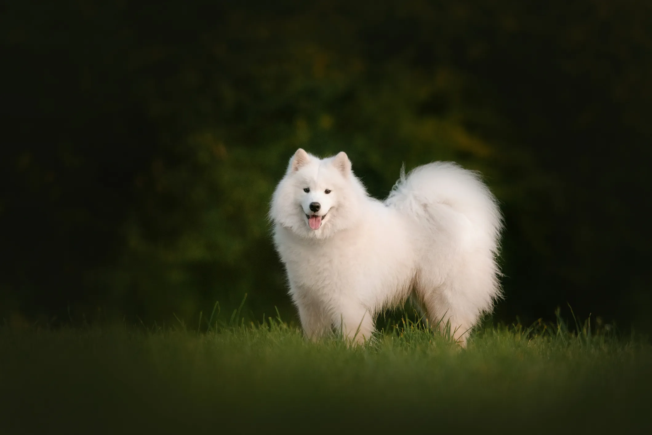 Samoyed Dog Breed Information & Characteristics