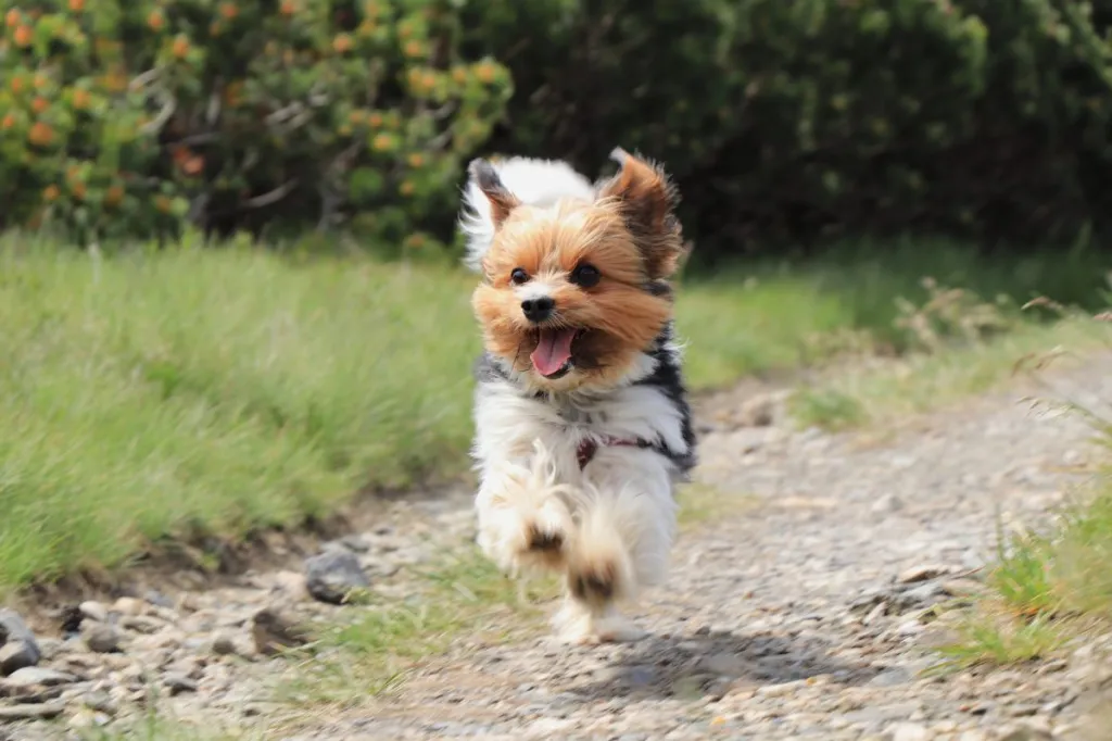 happy biewer terrier