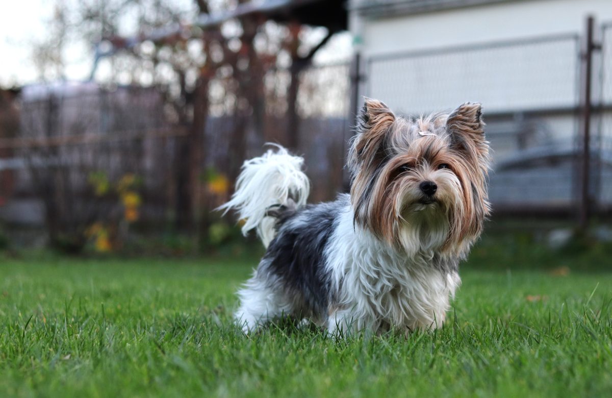 Bever terrier sales